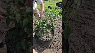 Jalapeños in the Garden at the Farm #country #prepper #farm #garden