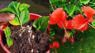 Grow Hibiscus From Leaf - New Method | This method of growing a hibiscus plant with cuttings