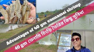 Advantages of 40 gm vannamei shrimp ।।। 40 gm ভেনামি চিংড়ি তৈরির কিছু বিশেষ সুবিধা