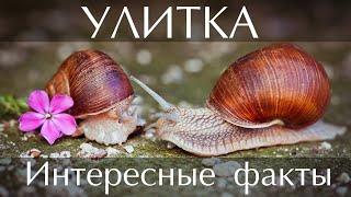 Улитка - интересные факты