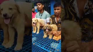 Galiff Street Pet Market Live Video 2024 Kolkata Latest Update | Dogs Puppies price