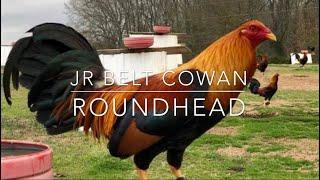 COWAN ROUNDHEAD