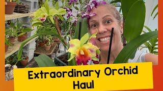 Extraordinary orchid HAUL + Pergola Greenhouse Improvements + BLOOMS!!!