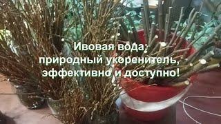 Ива как природный укоренитель. Приготовьте сами в домашних условиях