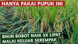 PUPUK INI BIKIN PADI MAKIN BERBOBOT 3 KALI LIPAT DARI BIASANYA