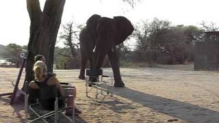 Olifant op bezoek in Botswana