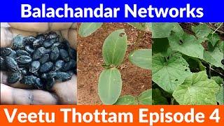 Veetu Thottam Episode 4 | How To Grow | பீர்க்கங்காய் | Balachandar Networks