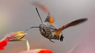 Taubenschwänzchen | hummingbird hawk-moth | Macroglossum stellatarum in Slow Motion (100 fps)
