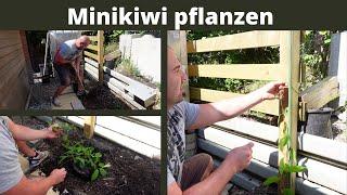 Wie pflanze ich einen Minikiwi bzw. Kiwibeere ? Nützliche Tipps und Infos