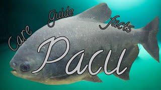 Pacu fish, Care guide and facts., Meet Mr.Popo