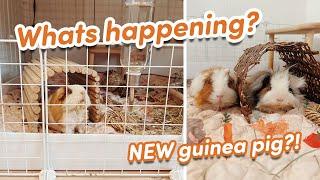 I'M GETTING A NEW GUINEA PIG!?!  pet update vlog