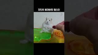 햄스터가 삐지면 무서운 이유 #동물짤