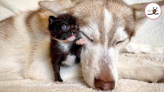3 Legged Kitten Met A Husky - The Love Beyond The Species