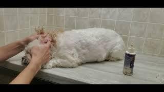 Cleaning a dogs dirty ears with solution & Qtips, preventing ear infections, Maltese/Shih-Tzu