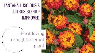 LANTANA LUSCIOUS®️CITRUS BLEND™️ IMPROVED | gardencrossings.com