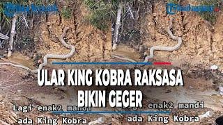 VIRAL PENAMPAKAN ULAR KING KOBRA RAKSASA BIKIN GEGER WARGA KALTENG | @TRIBUNLAMPUNGNEWSVIDEO