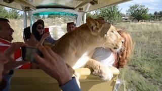 СМОТРЕТЬ ВСЕМ  !!! В  "Тайгане " львица Лола катается с туристами в автомобиле  по Саванне !!!