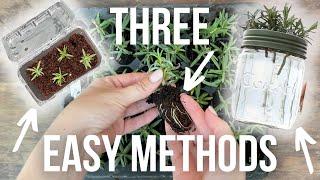 3 Ways To Propagate Rosemary In Your Nursery