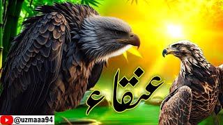 Story Of Anqa Bird In Islam/Griffin Bird/HazratHanzala/mythology/Uzma amir 123/Urdu Hindi