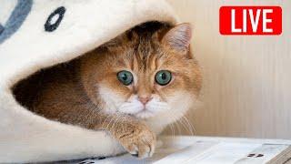 Hosico Live stream - 06/08/2024