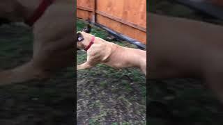 Boerboel won't let me take his stick