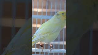 Yellow Canary