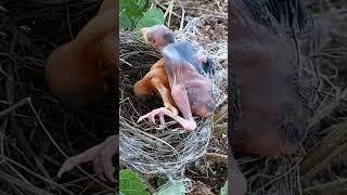 Sibling Showdown: Cuckoo Chick Pushes Out Older Nest Mate #shorts