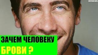 Зачем человеку брови?