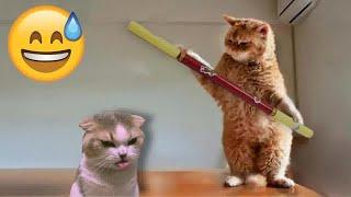  Funniest Cats  Funniest Catss 2024 