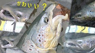 【75cm級 ブラウントラウト 似 美魚図鑑】Beauty of Atlantic Salmon【初めて見る 女神のサーモン 6匹】