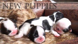 New Born Shih Tzu Puppies | TOO CUTE