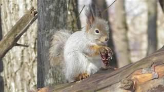 Белка и вкусная шишка  ( Sciurus vulgaris )