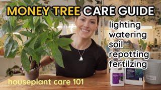 How To Care For Money Tree Plant - Watering, Light, Soil, Repotting & Fertilize -Houseplant Care 101