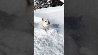 "Majestic Wolf in Icy Snow#shorts #trending#SnowyLandscapes#WolfInSnow#WildlifePhotography