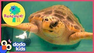 Huge Sea Turtle Was In Trouble Until A Team Of Heroes Saved Her | Animal Videos For Kids | Dodo Kids