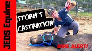 STORM’S CASTRATION | WARNING- GORE ALERT | JEDS EQUINE VLOG