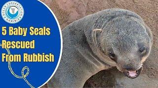 5 Baby Seals Rescued from Rubbish