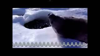 Seals says AAAAAAAAAAHHH (credits to @YesBacon)