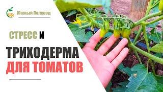 ТРИХОДЕРМИН для ТОМАТОВ! Применение и польза! Уход!