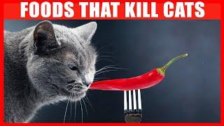 Dangerous Foods Your Cat Should Never Eat