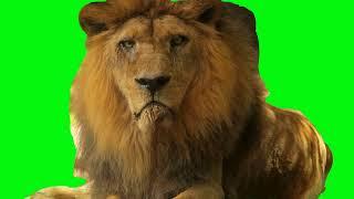 lion king green screen animals video #greenscreen #greenscreenvideo #lionking