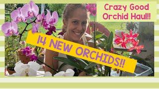 Crazy good orchid haul!! 14 New plants!!