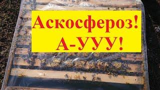 Почему на пасеке пропал аскосфероз?