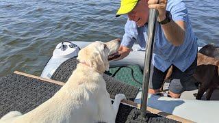 Scaredy Dog Clings to Cat.  Sailing with Labmaraner Dogs to Deltaville, Virginia.