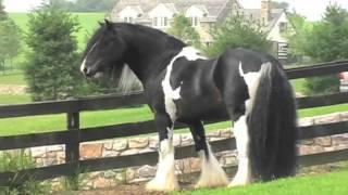 The Gypsy Horse TV Series- Season ONE