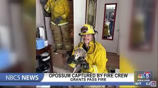 Opossum captured by Grants Pass Fire Crew