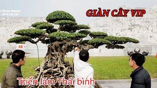 Hàng cây vip tại triển lãm Cây cảnh Thái bình