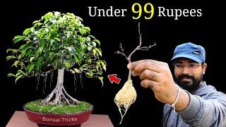 How to make a Bonsai Tree at home | Ficus Bonsai | बोन्साई कैसे बनाएं | Bonsai for beginners