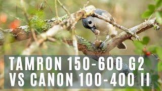 TAMRON 150-600mm G2 vs CANON 100-400mm II for BIRD PHOTOGRAPHY