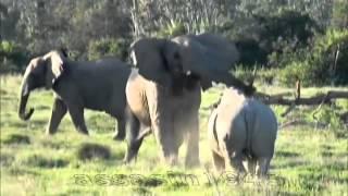 реальная Африка  слон против носорога